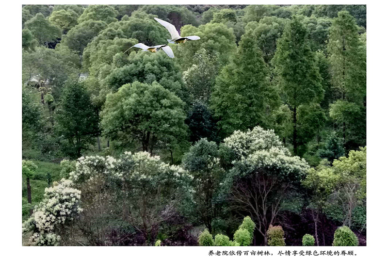 嘉龙养老院依傍白目树林
